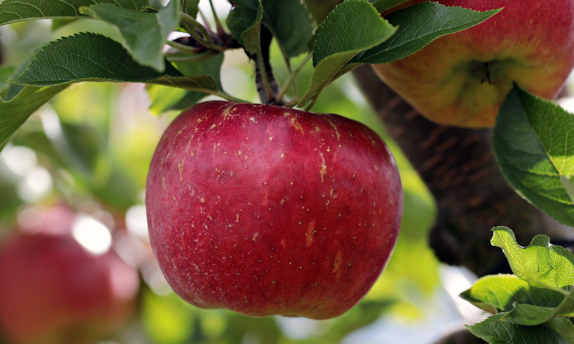 Quels sont les bienfaits de la pomme ?